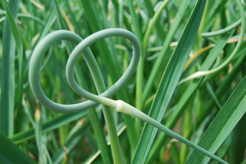 WALLACE SPRINGS ECO CENTRE: Fresh Garlic Scapes at Wallace Springs Farm