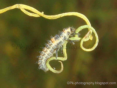 Ladybug Larva