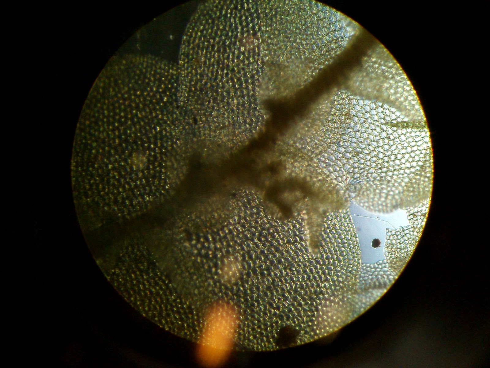 Taller Complementario Bio-arte: LAS PLANTAS EN EL MICROSCOPIO