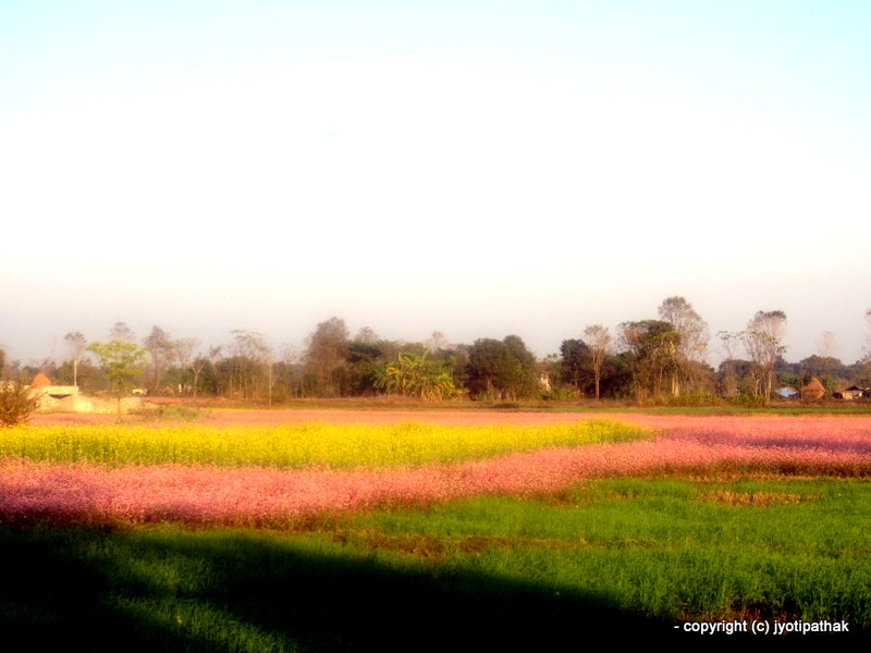 Taste of Nepal Buckwheat Bread Phaapar ko Roti (फापरको रोटी)