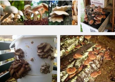 Click Here. Growing Organic Mushrooms.