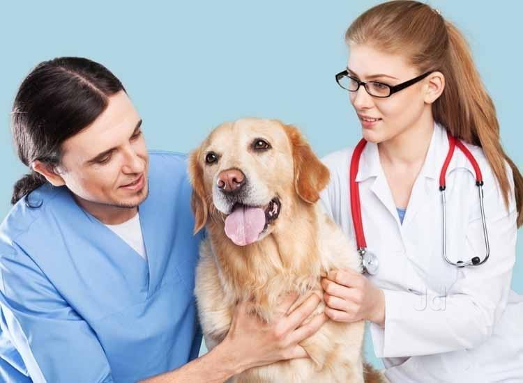 Dog Clinics in New Delhi Dog Clinic With Comprehensive Facilities