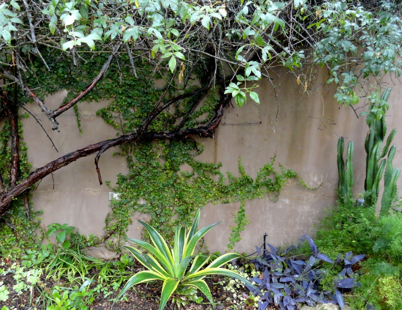 danger garden Ficus pumila 'Monier's Hardy'