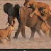 See brave elephant nicknamed Hercules attacked by 14 lions(photos)