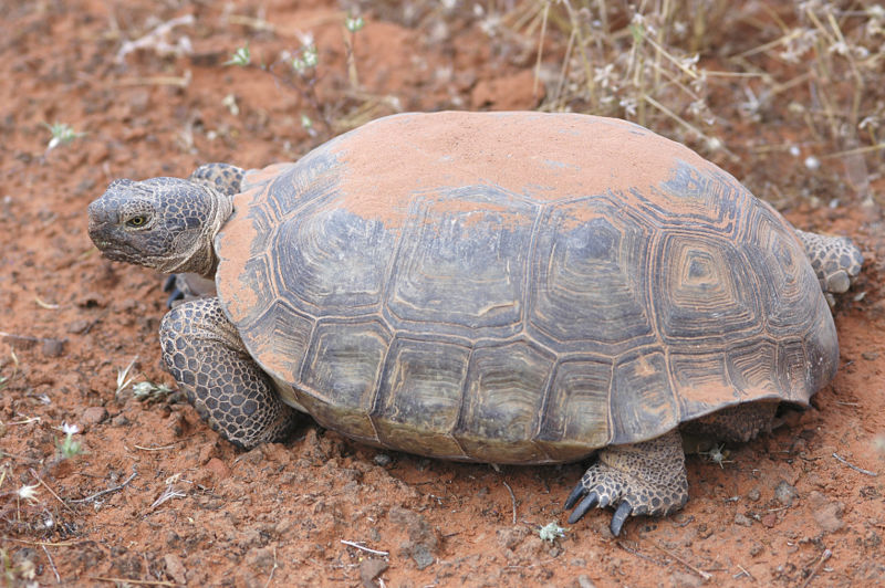 Desert Tortoise Desert Tortoise