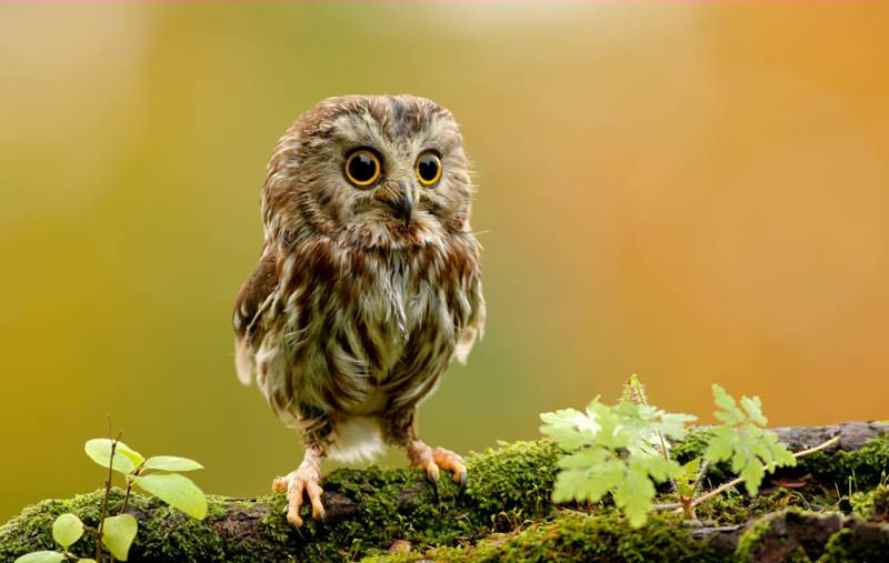 Tecolotes animados Imagui