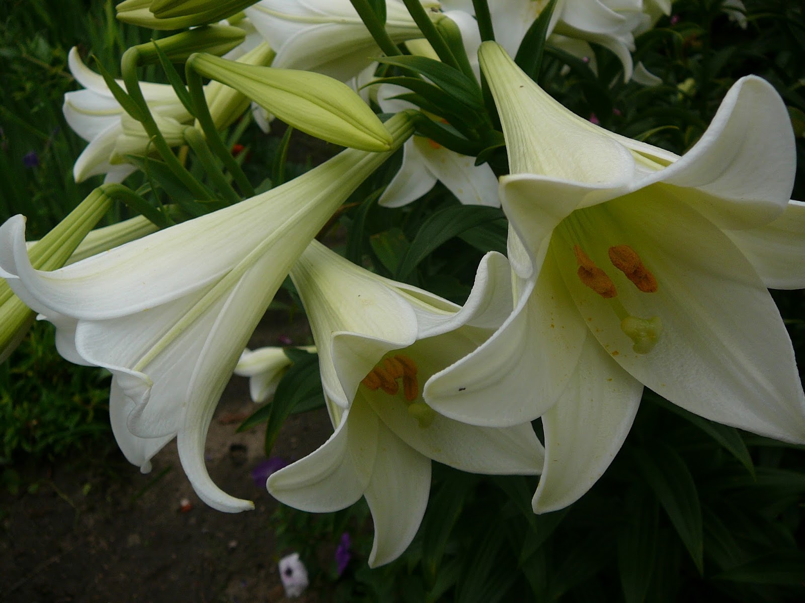 CERAMIKA I OGR D MAORYSKA LILIUM LONGIFLORUM
