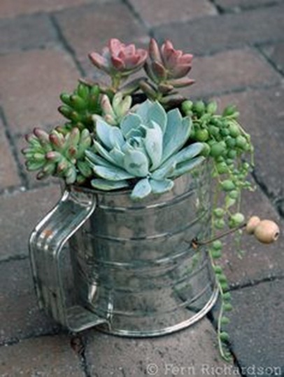 Cangkir kopi jadul jadi pot succulent/sukulen yang menarik. Cangkir kopi jadul jadi pot succulent/sukulen yang menarik.