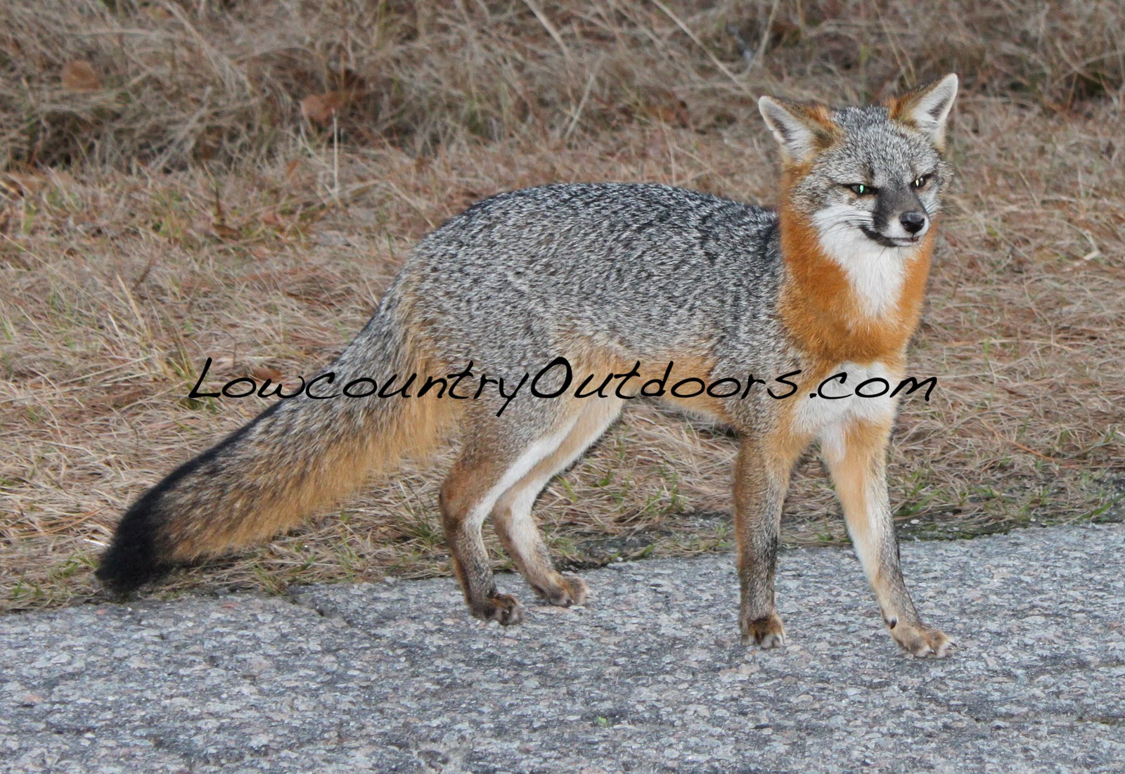 Lowcountry Outdoors Field Notes And Photos February 2012