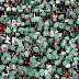 CBF muda horário de Chapecoense x Sport