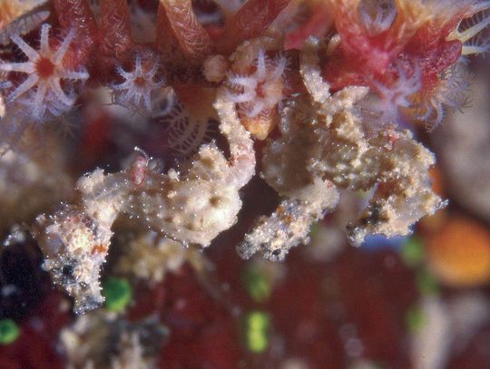 Kuda Laut Kuda Laut menyamar