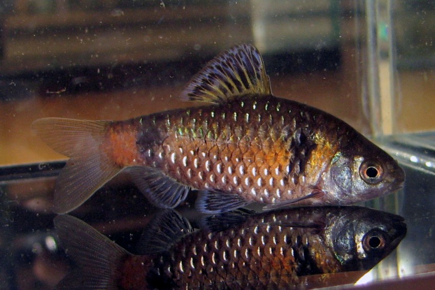 Species New to Science [Ichthyology • 2005] Puntius tiantian & P. didi