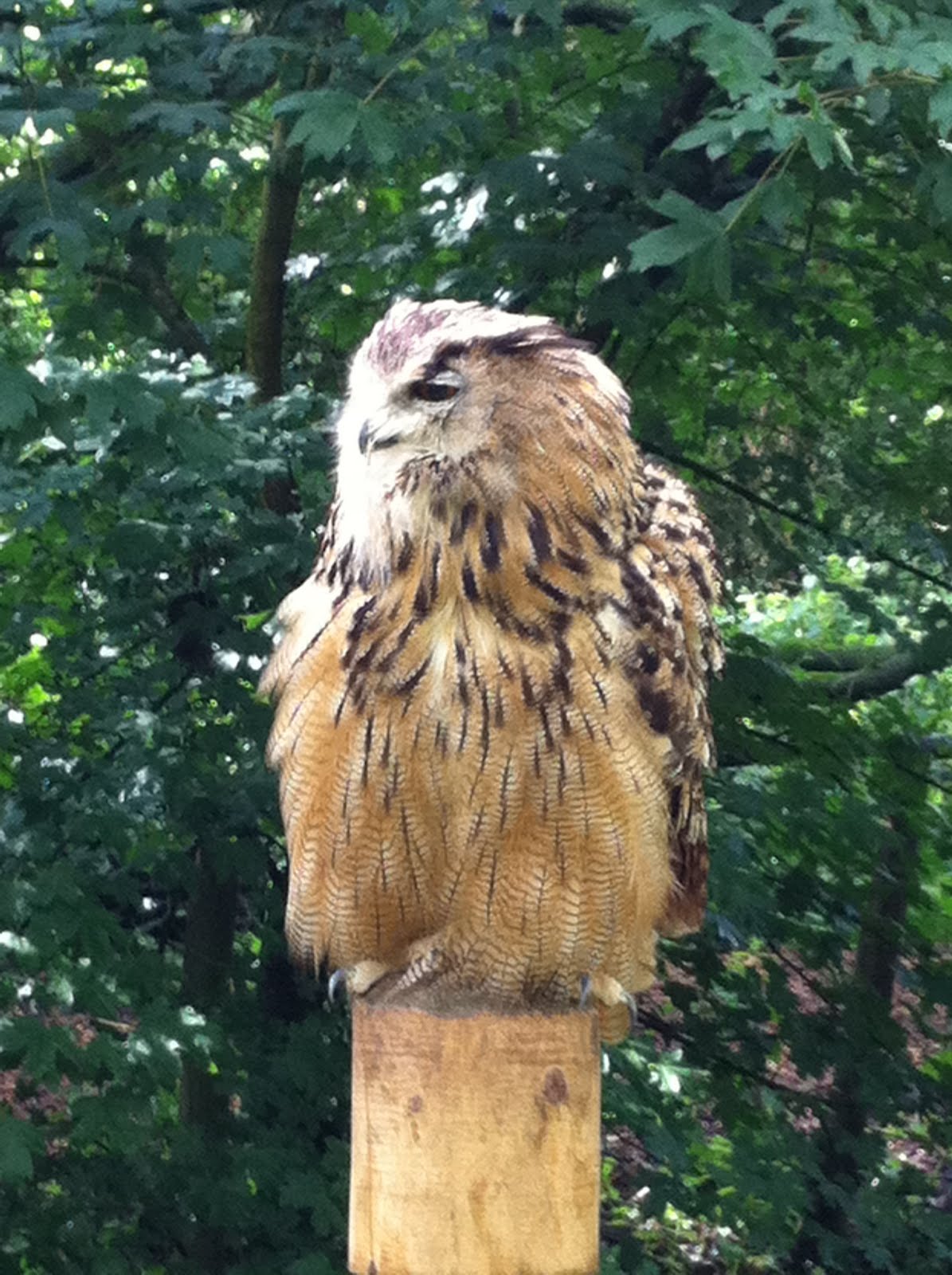 Rutland Falconry and Owl Centre