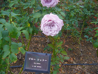 兵庫県伊丹市・荒牧バラ公園 ブルーシャトー