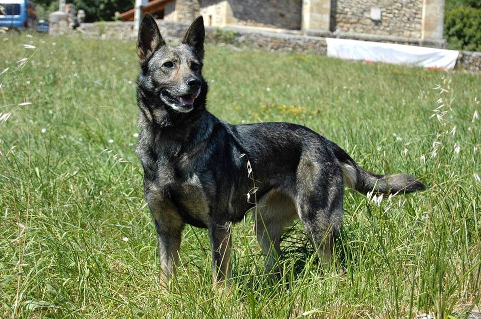 El Perro Lobo Español Pasado y presente del pastor alemán y sus cruces en España (I) El Perro Lobo Español Pasado y presente del pastor alemán y sus cruces en España (I)