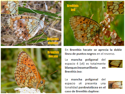 Reversos de las Brenthis en la península ibérica Brenthis ino, daphne y hecate en la península ibérica: los reversos