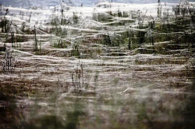 Inundaciones en Australia: las arañas se apoderan de un pueblo.