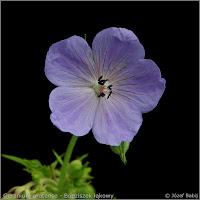 Geranium pratense    flower  - Bodziszek łąkowy