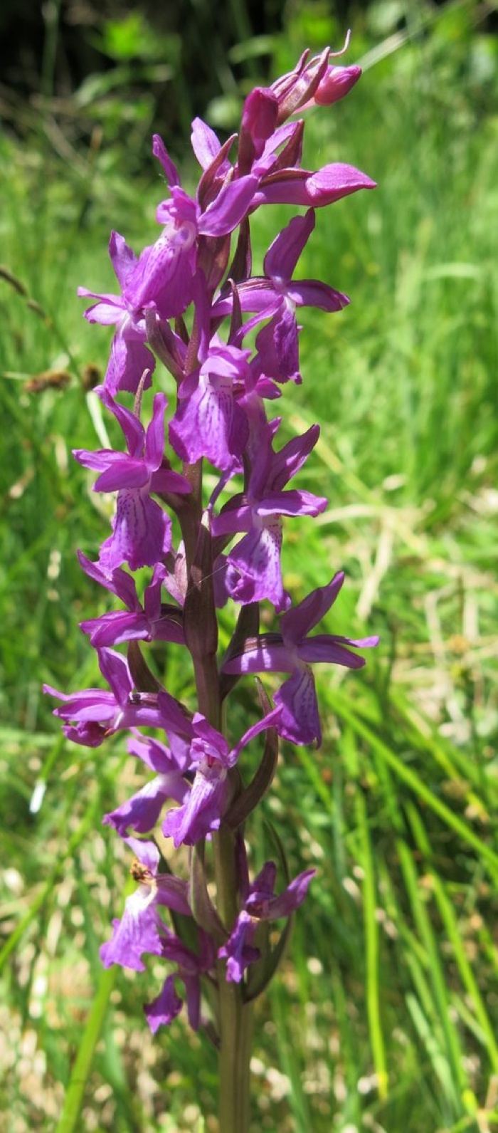 Orchis élevé Orchis élevé