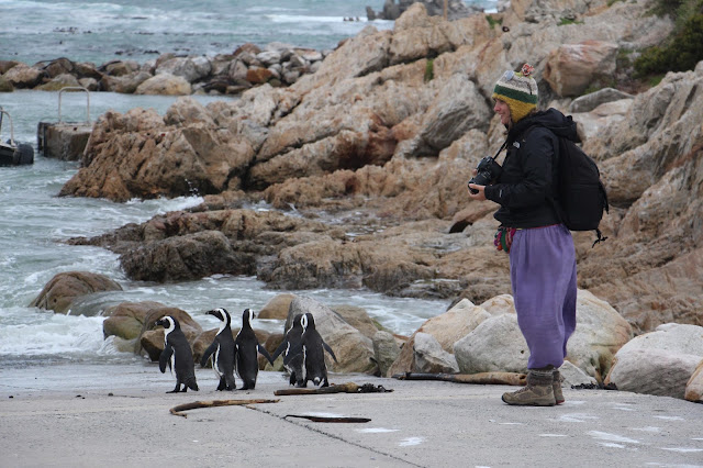 VER PINGUINS e BALEIAS na África do Sul - Se as baleias se escondem, exibem-se os pinguins | África do Sul