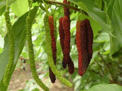 Các loại giống cây ăn quả trồng tại nhà - Nhà vườn Khánh Võ Cay-Dau-Dai-Loan-4