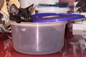 Kitten Detox