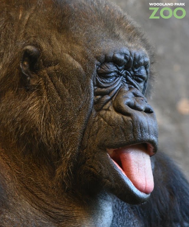 Funny Gorilla Tongue | Funny And Cute Animals