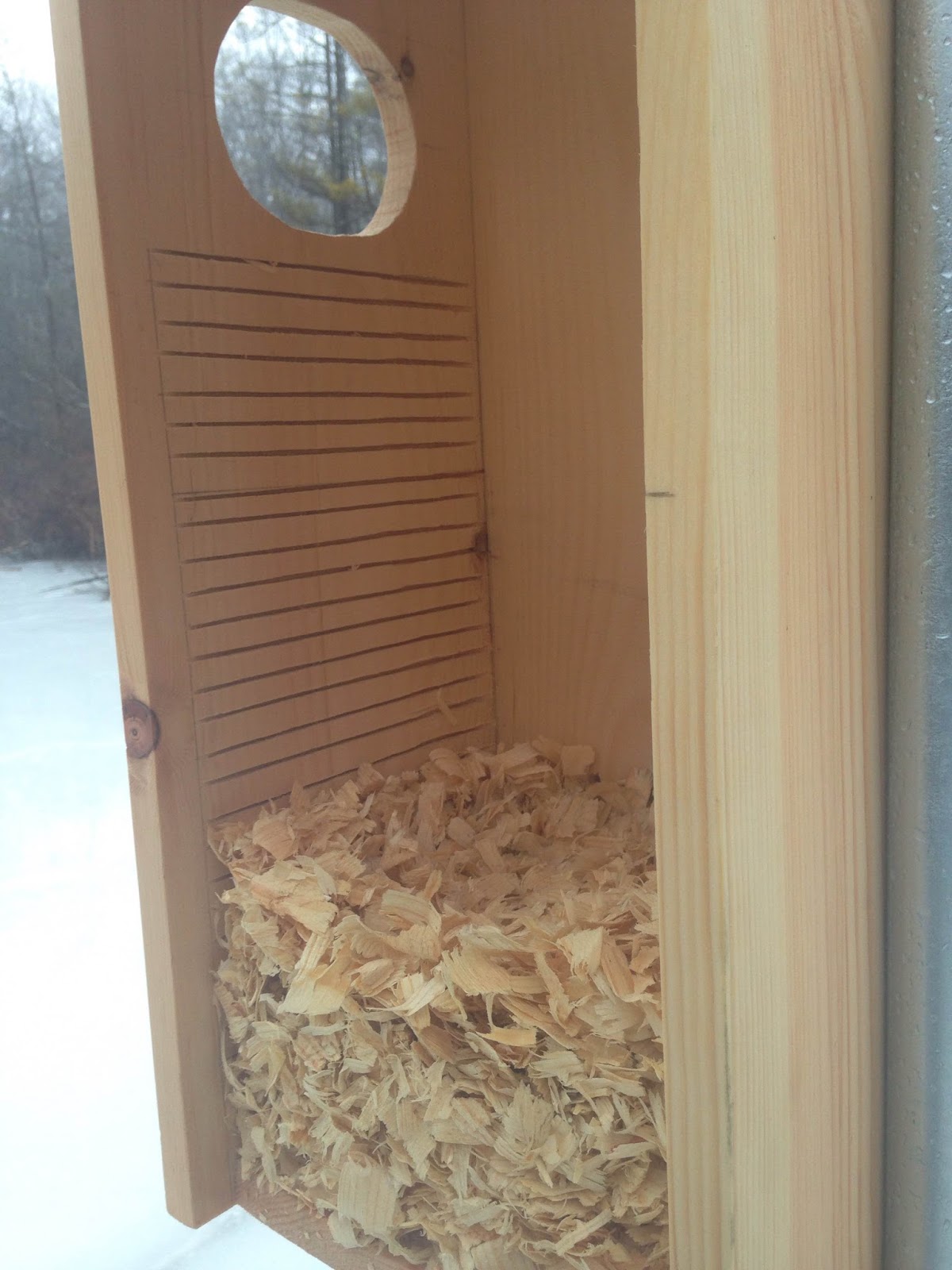 Today In the Woods Behind T.A. Wood Duck Box Installation