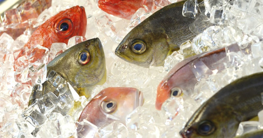 11 рыб. Иглобрюх рыба архитектор. Гжельская роспись рыба. Цветные рыбки вектор. Акваменю корм д/рыб тропи хлопья 100мл (1/1).