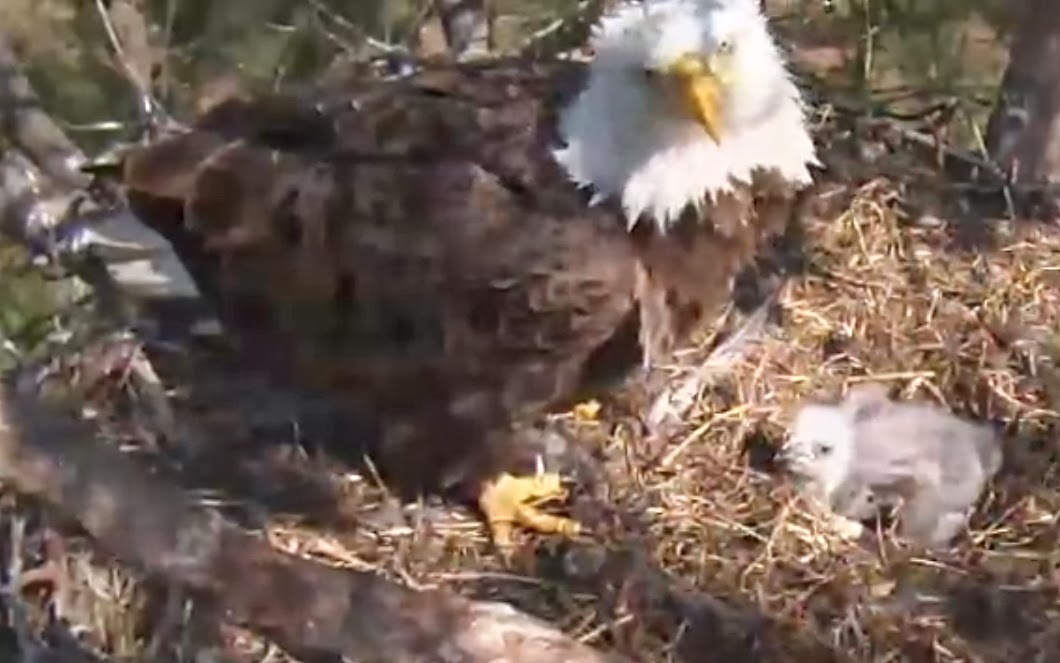 Eagles and Nature with chris7: Berry College Bald Eagle Chick Day 16