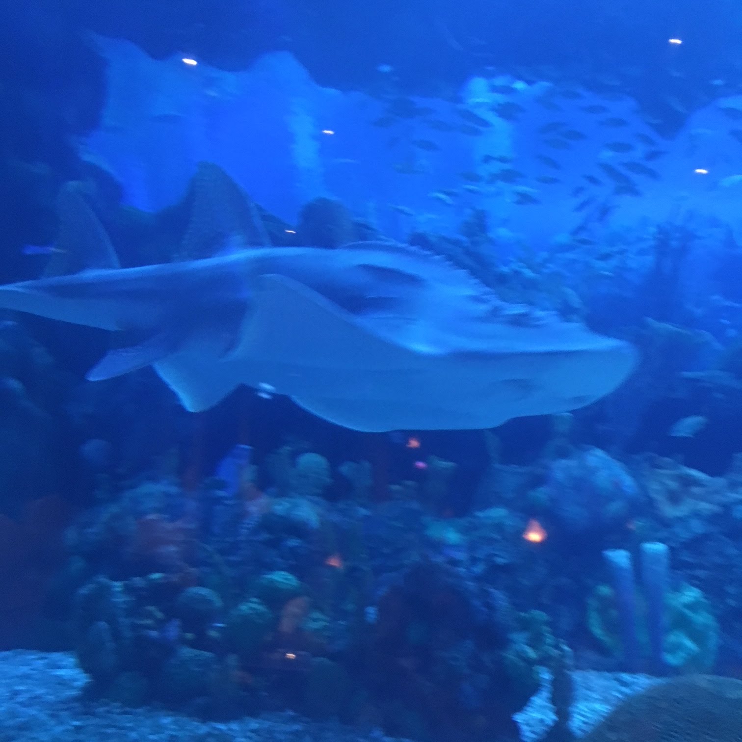 Lunch at epcot s coral reef restaurant yellow beads and me