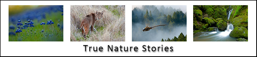 True Nature Stories
