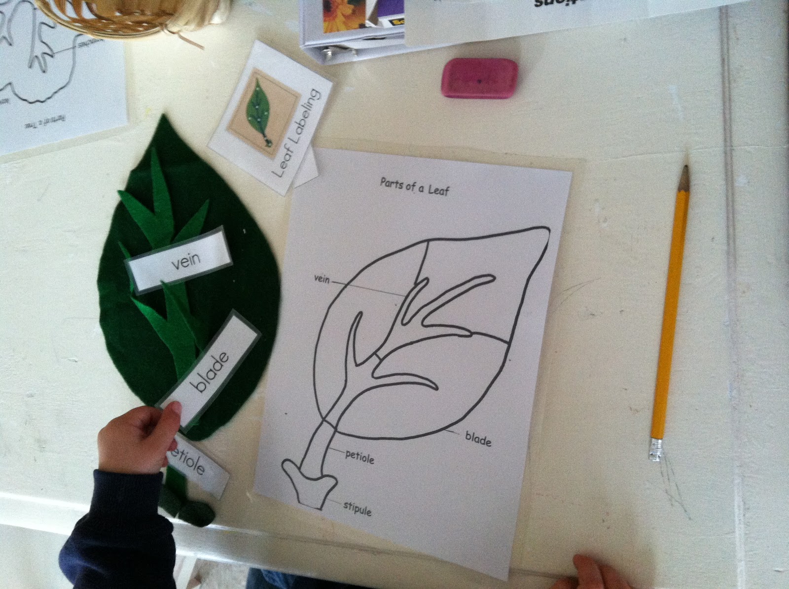 Crazy About Montessori: Parts of a Leaf