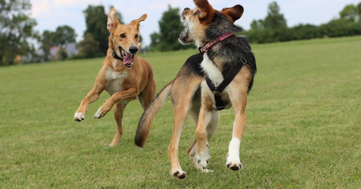 Hundebegegnung Wenn mein Hund Angst hat