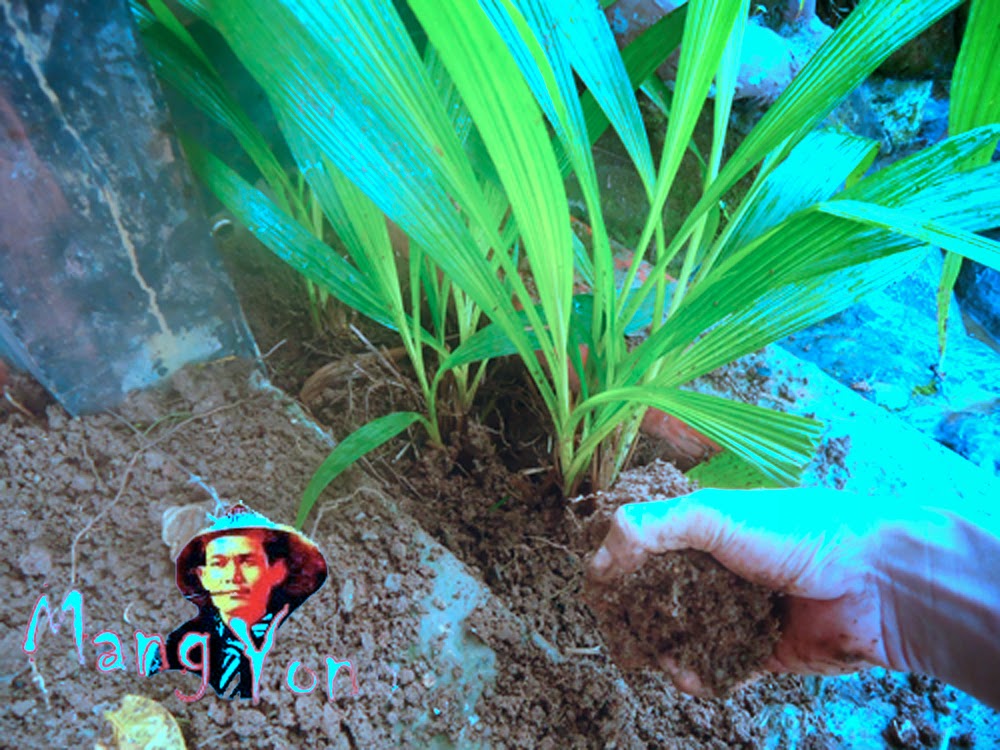 Cara Menanam Bunga Anggrek Tanah Terbitkan Artikelmu