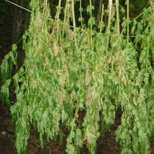 secando plantas de maconha secagem e cura da cannabis