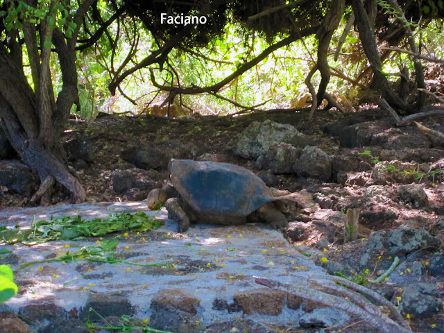 Galapagos加拉巴哥,法姿優乾洗頭乾洗髮