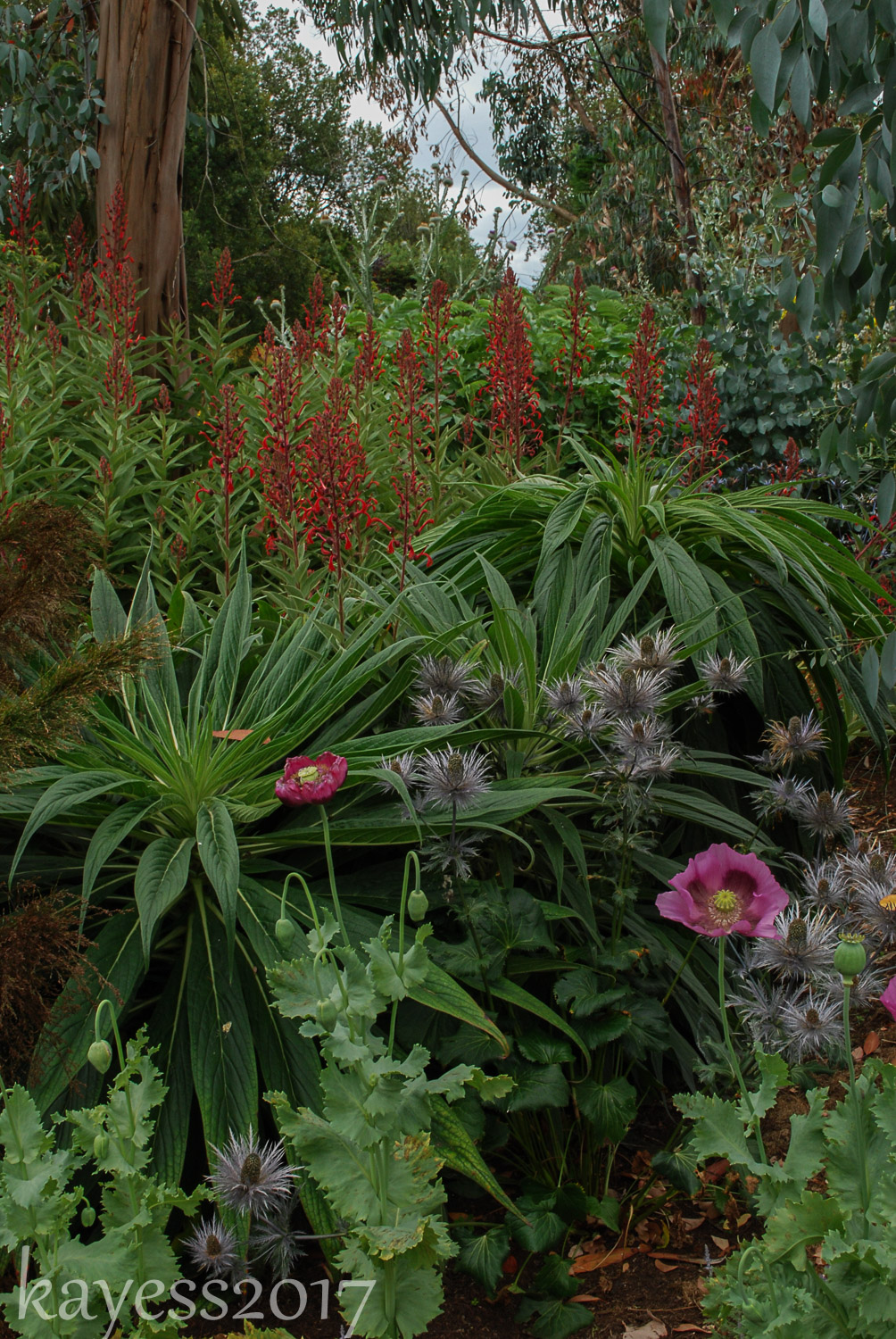 Throwback Thursday-Linda Cochrans' Garden