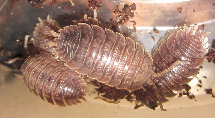 Hisserdude's Isopods P.diliatus%25231