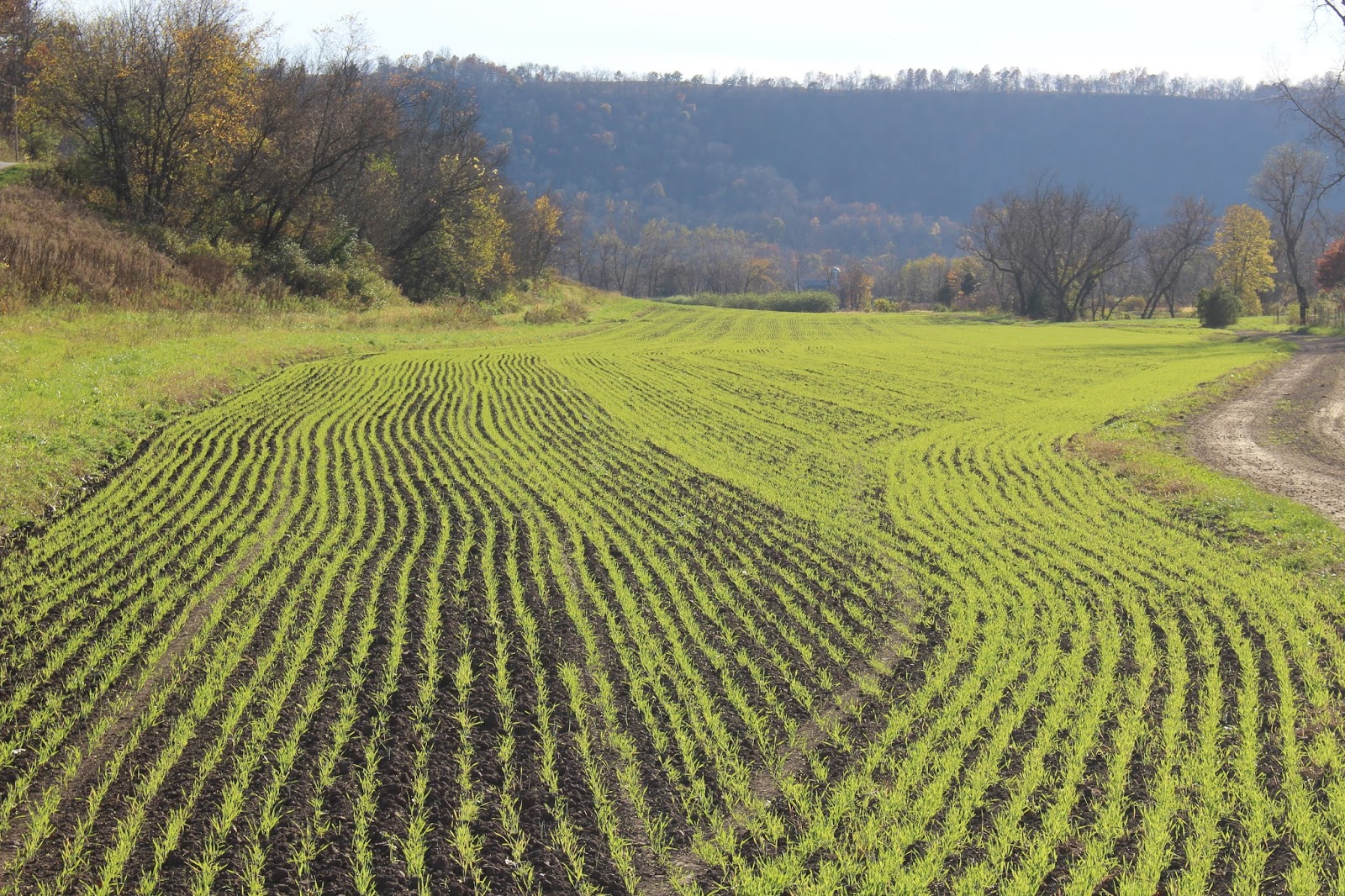 Harmony Valley Farm Cover Crops 101….Keep it Covered!
