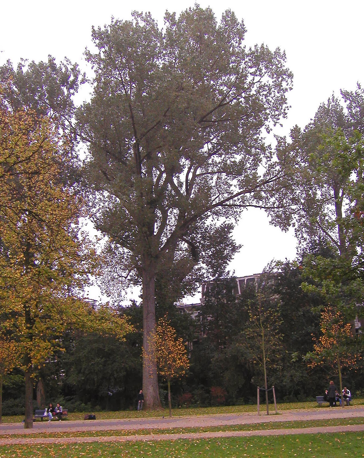 Giant Trees From Around The World Poplar trees