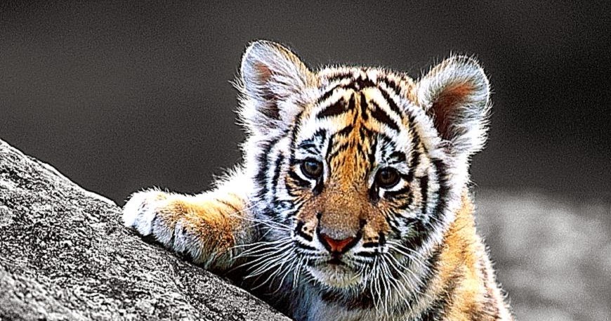 Cute Tiger Cub Hd Wallpaper | All Wallpapers Desktop