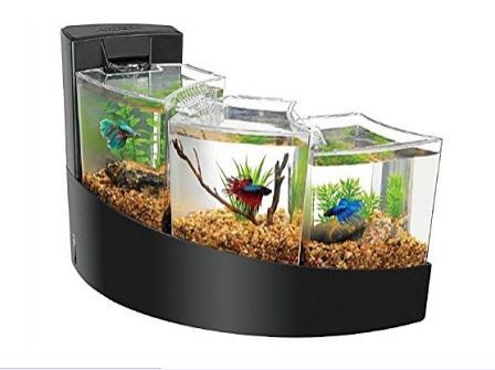 Aquarium Ikan Hias Mini Lihat Gambarnya Berikut Rahasia Trik