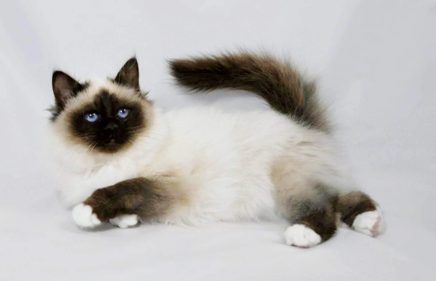 Tips Merawat Kucing