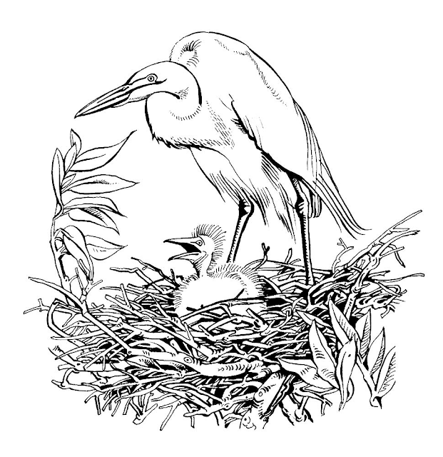Mewarnai Gambar Burung Bangau - 3 Mewarnai Gambar Burung Bangau - 3