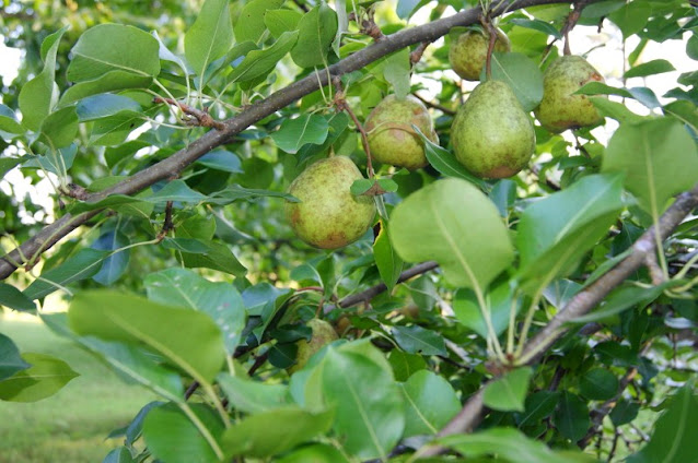Pears Growing in a Tree Image
