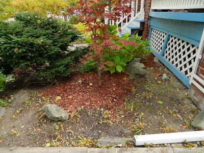 Toronto Fall Cleanup in a Lawrence and Yonge Front Yard after by Paul Jung Gardening Services Toronto Fall Cleanup in a Lawrence and Yonge Front Yard after by Paul Jung Gardening Services