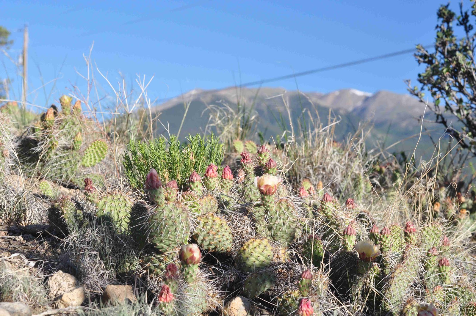 cactus Greencrest Buena Vista coloradoviews.filminspector.com