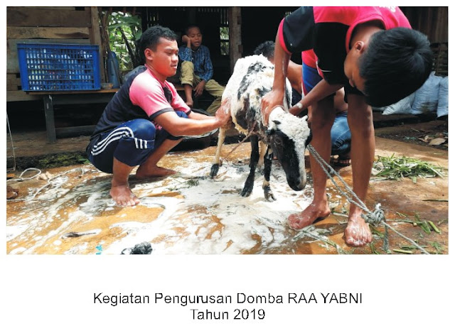 Kegiatan Mengurus Domba RAA Bening Nurani - 2019