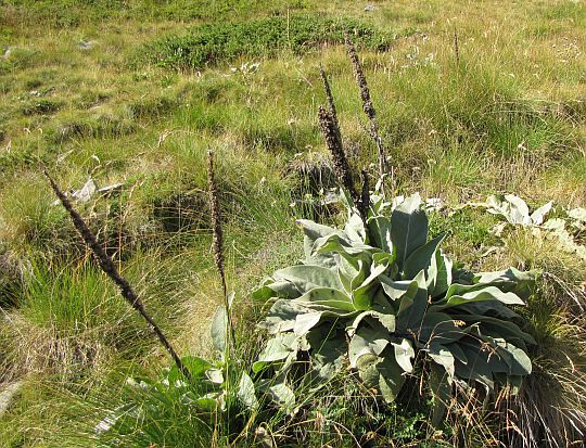 Dziewanna (Verbascum L.). Dziewanna (Verbascum L.).